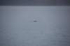 dsc_1321_small.jpg