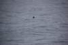 dsc_1323_small.jpg