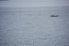 dsc_1390_small.jpg