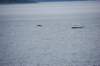 dsc_1392_small.jpg