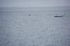 dsc_1393_small.jpg