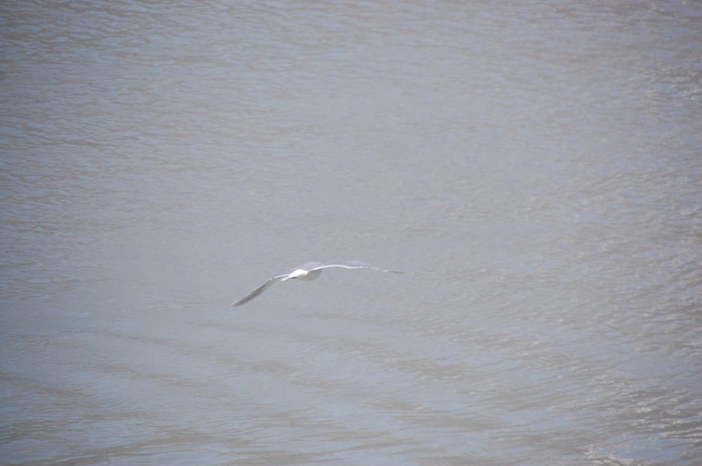 dsc_1496.jpg
