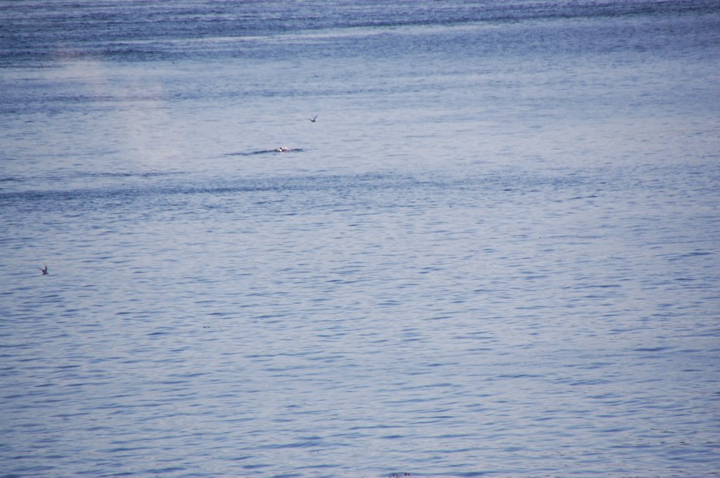 dsc_1596.jpg