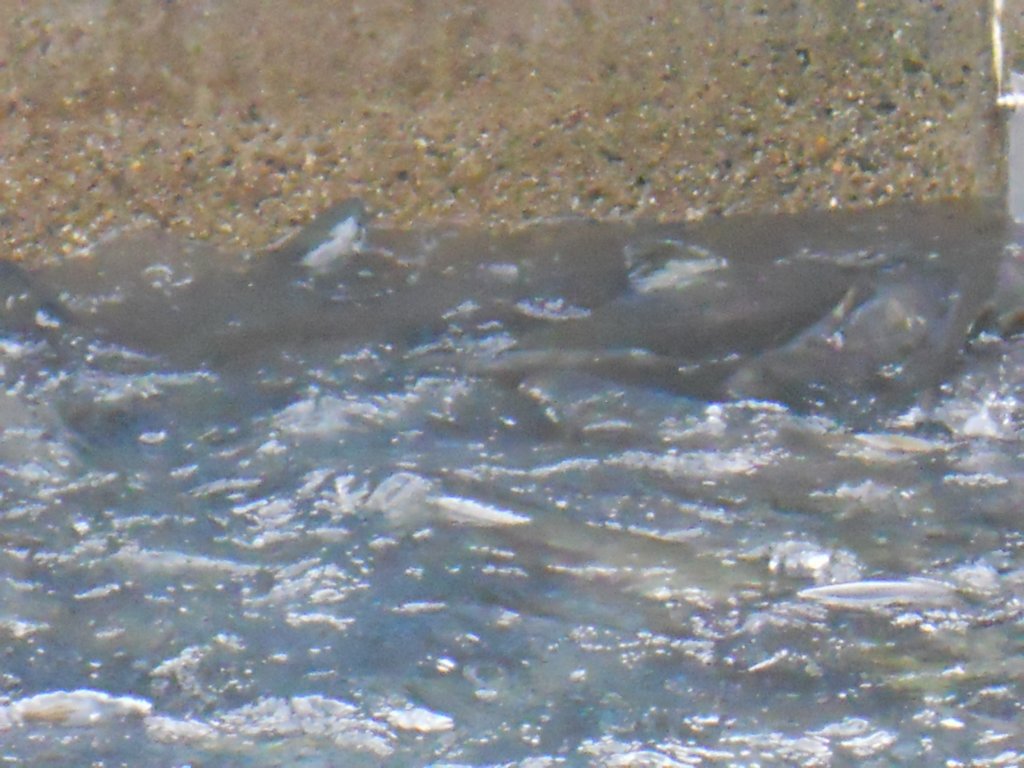 dscn1562.jpg