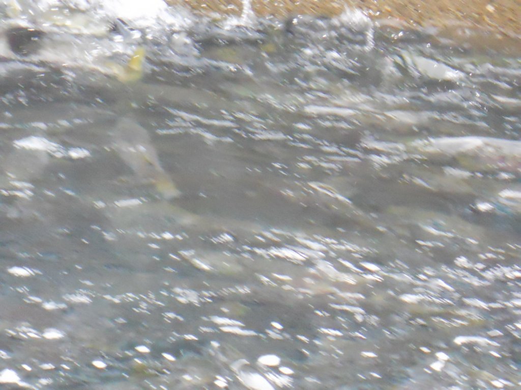 dscn1565.jpg