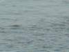 dscn1570_small.jpg