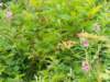 dscn1603_small.jpg