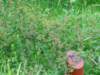 dscn1605_small.jpg