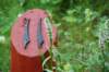 dsc_1615_small.jpg