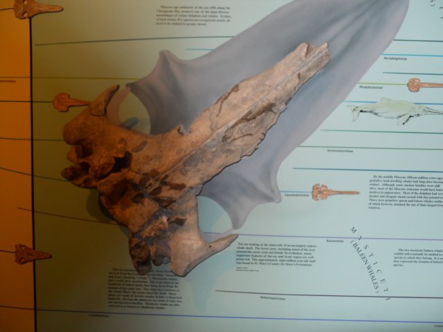 dscn2622.jpg