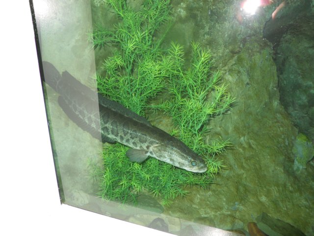 dscn2647.jpg