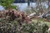 dsc_0987_small.jpg